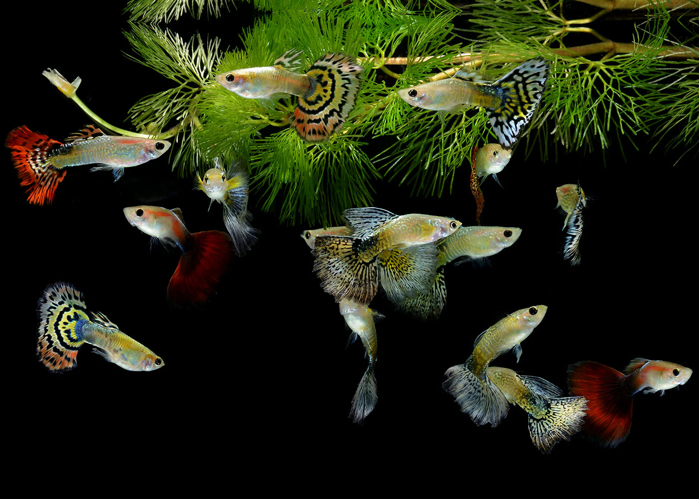 Mixed Guppies