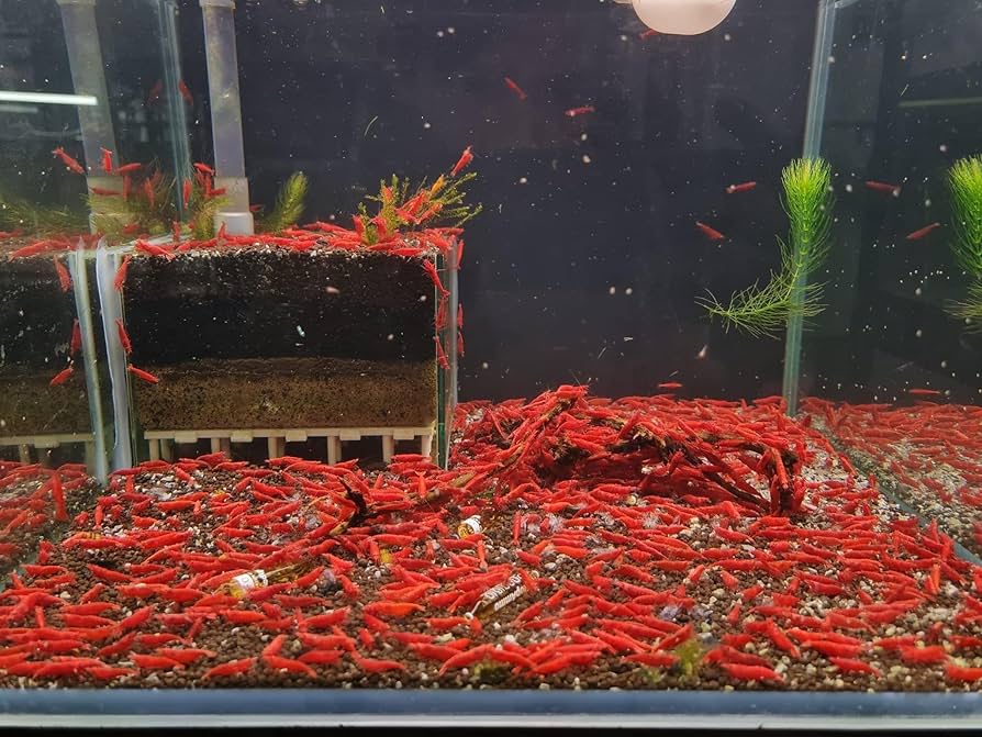Cherry Shrimp Neocardina - Pre Order (Grade Mid)
