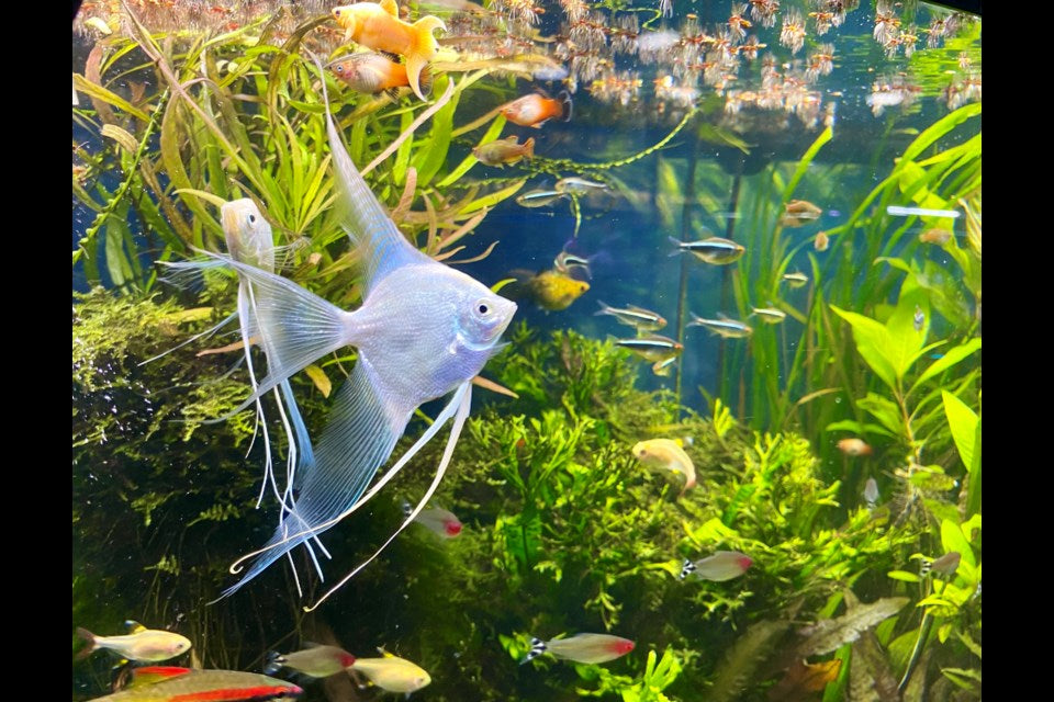 Fish