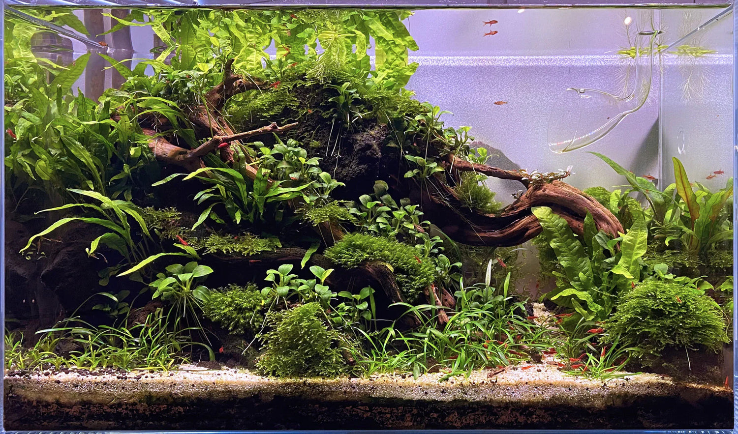 Aquatic Plants