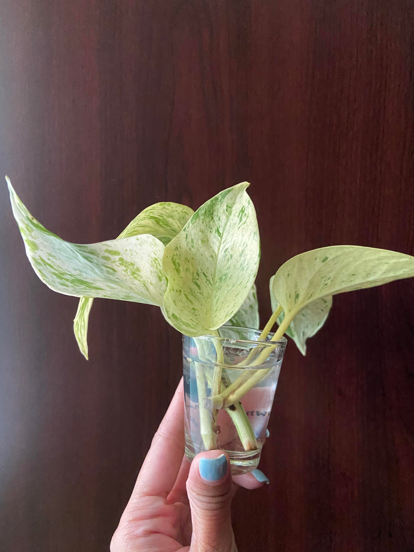 Snow Queen Pothos