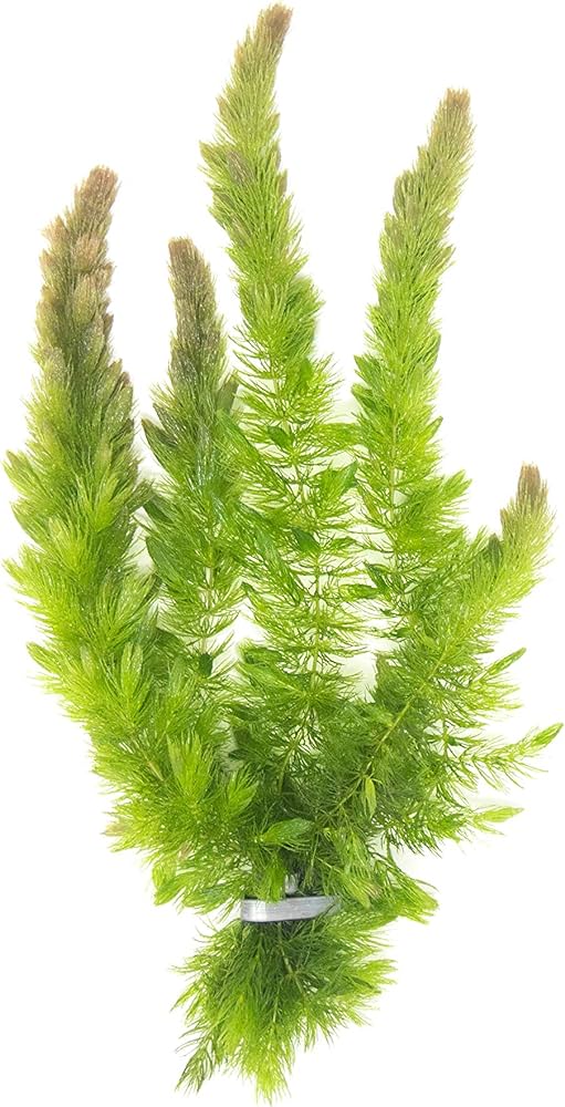 Hornwort