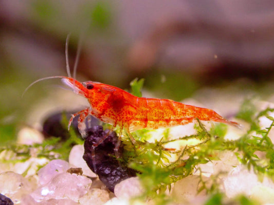 Cherry Shrimp Neocardina - Pre Order (Grade Mid)
