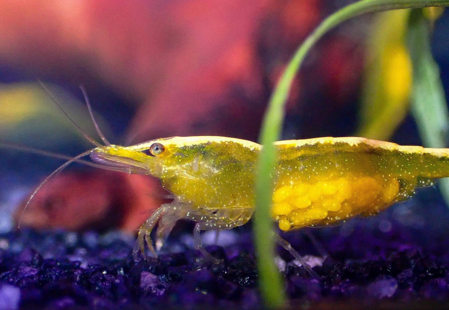 Yellow Shrimp