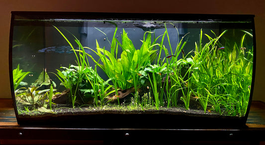 Jungle Valisneria