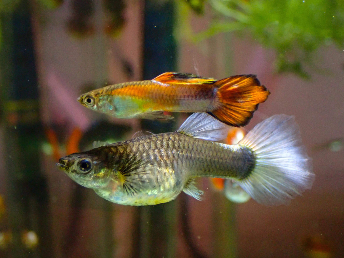 Fancy Guppies