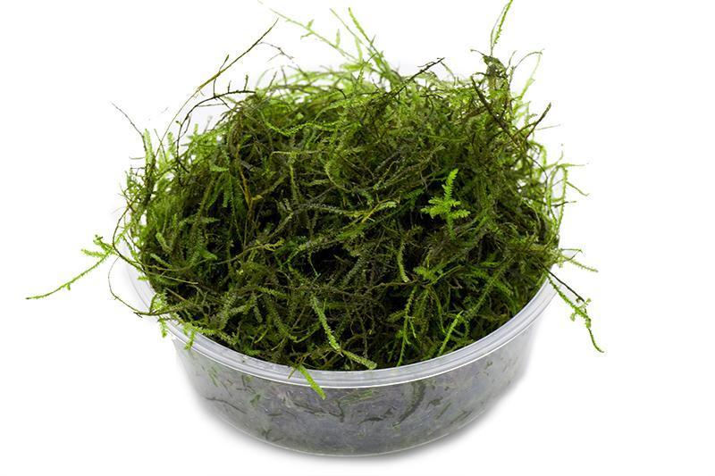 Java Moss