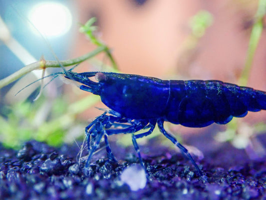 Blue Diamond Shrimp