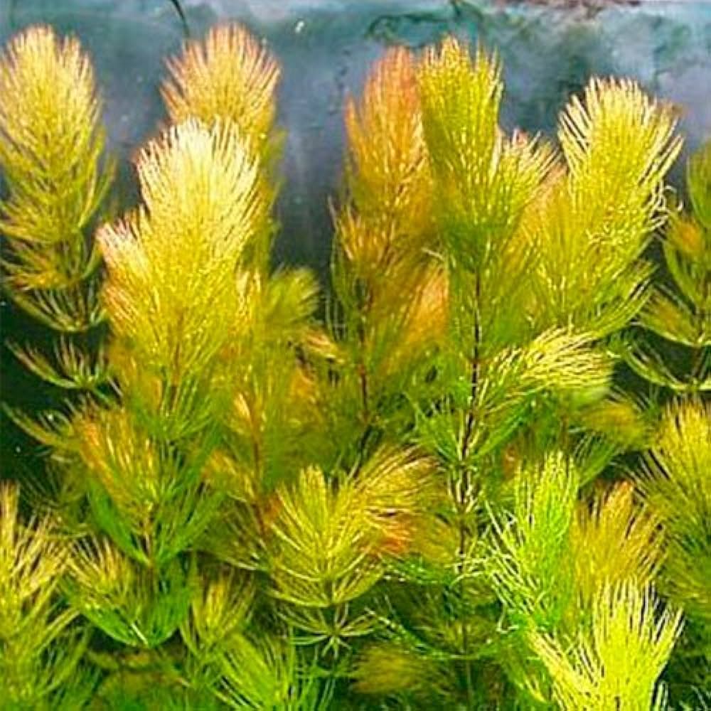 Hornwort