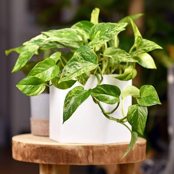 Marble Pothos