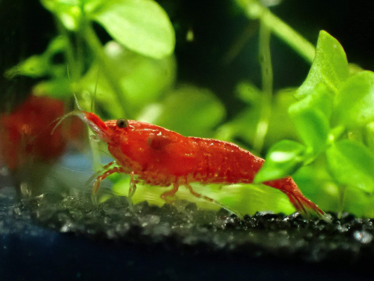 Fire Red Grade - Cherry Shrimp