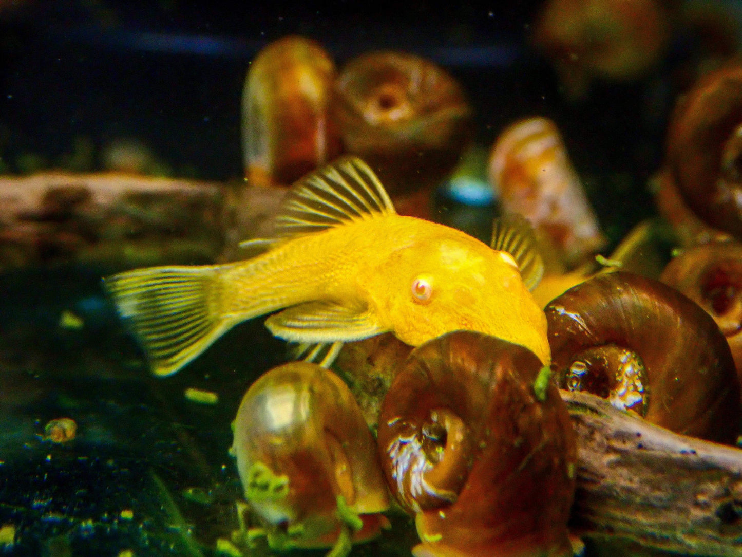 Albino Bristlenose Pleco