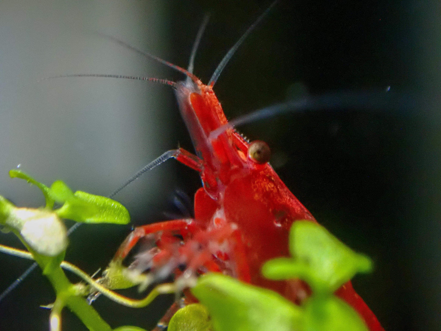 Fire Red Grade - Cherry Shrimp