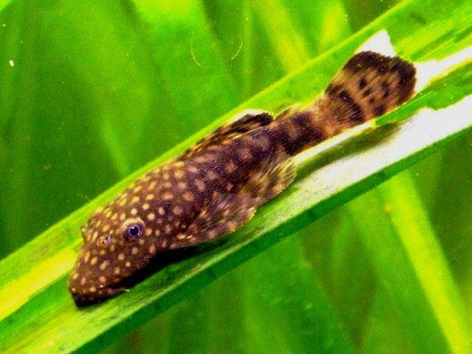 Bristlenose Pleco