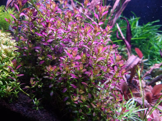 Rotala Florida