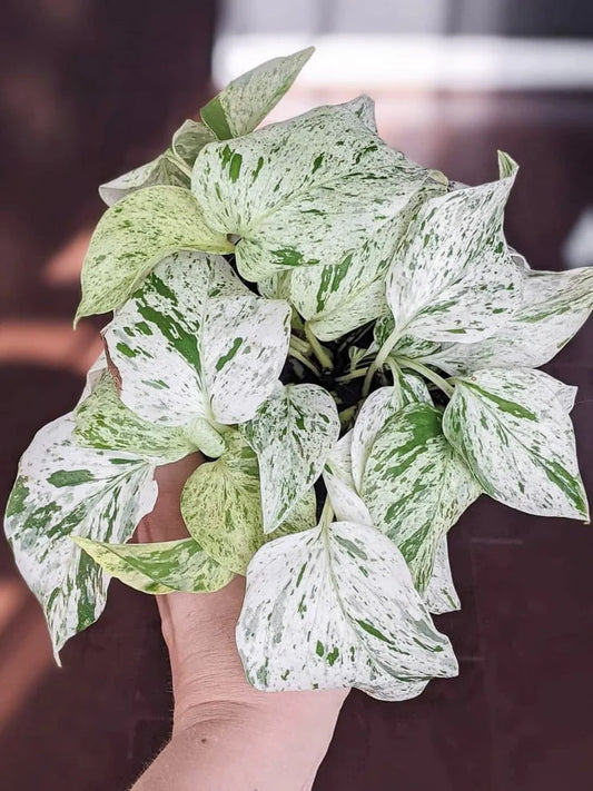 Snow Queen Pothos