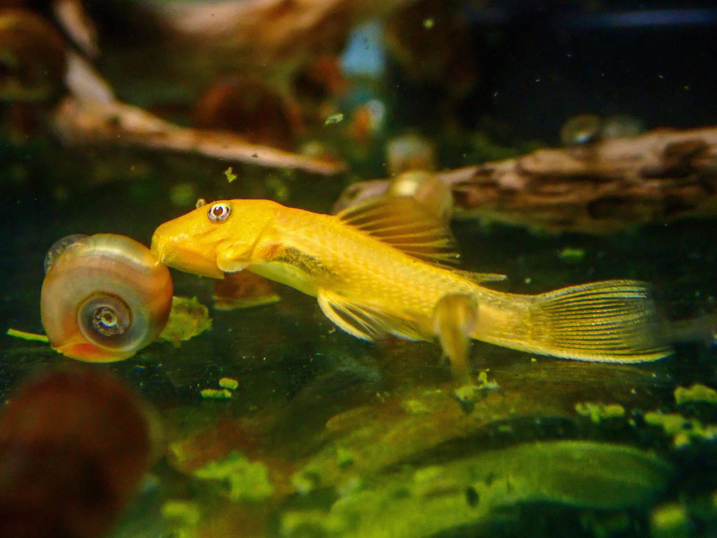 Albino Bristlenose Pleco