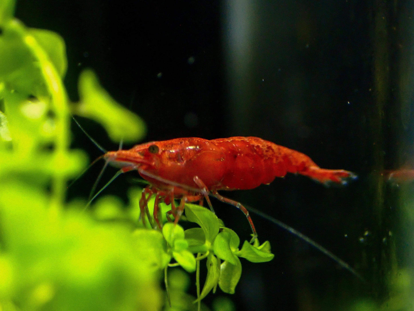 Fire Red Grade - Cherry Shrimp