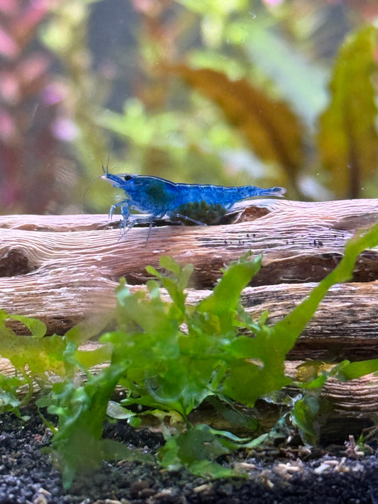 Blue Dream Neocardina - Pre Order