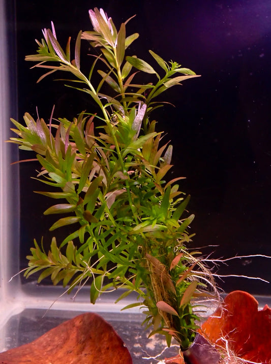 Rotala Rotundifula