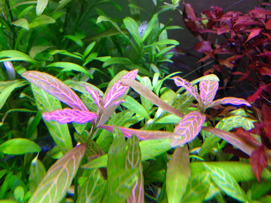 Hygrophila Polysperma Rosanervig