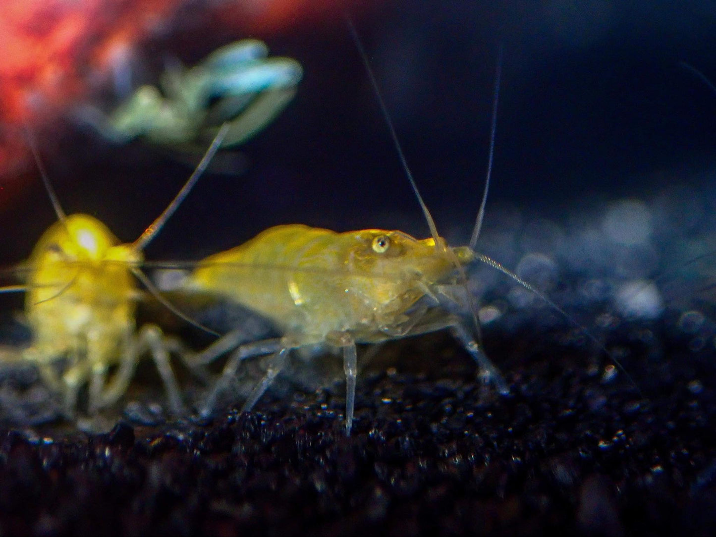 Yellow Shrimp