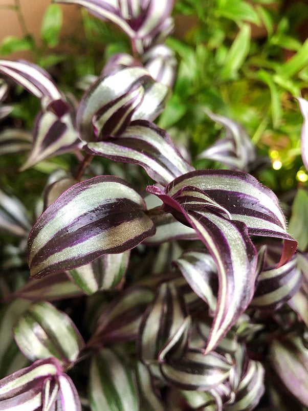 Tradescantia Zebrina