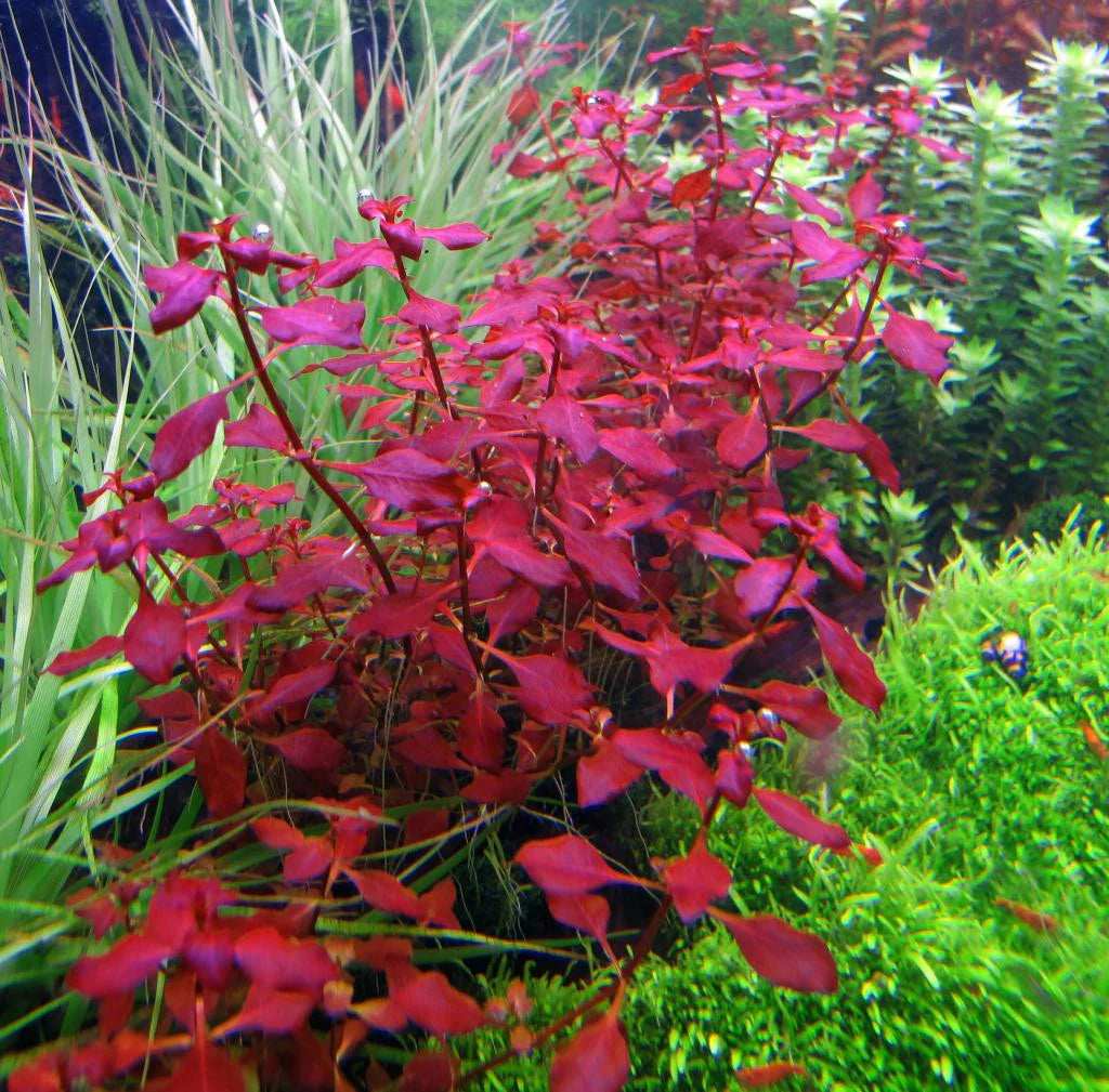 Ludwiga SP. Red