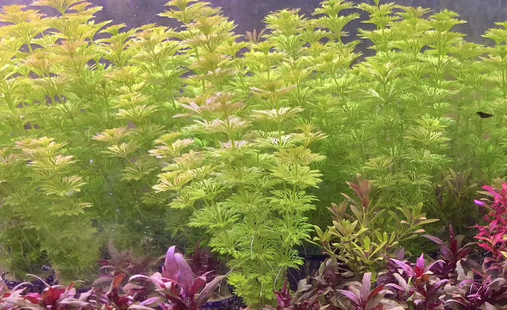 Limnophila Sessiflora