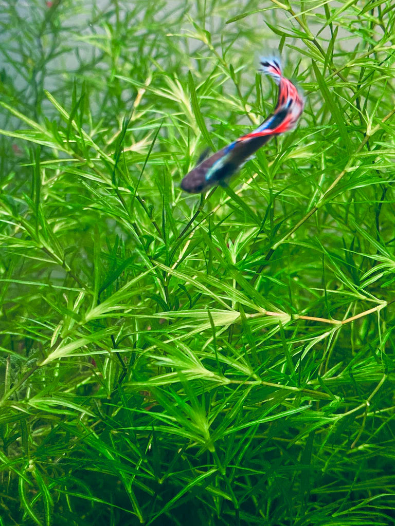 Guppy Grass