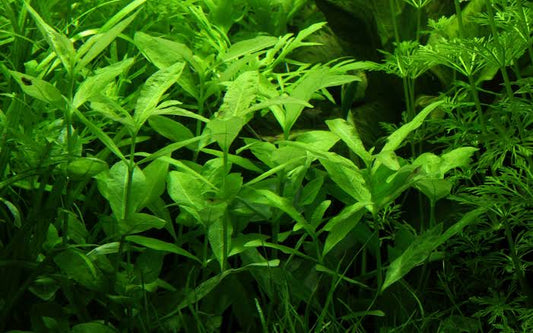 Dwarf Hygrophila