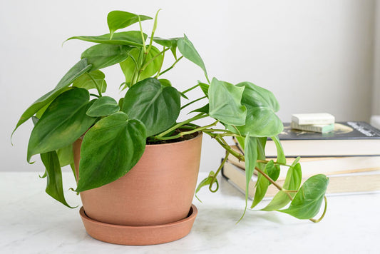 Green Philodendron