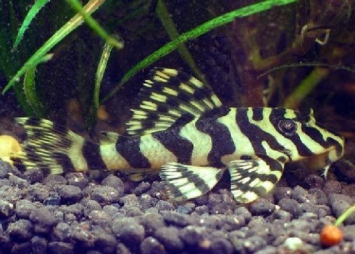 Leopard Frog Pleco L134