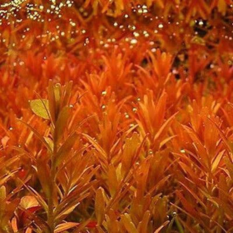 Rotala Orange Juice