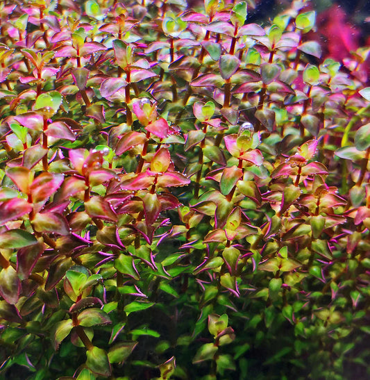 Rotala Sp. Pearl