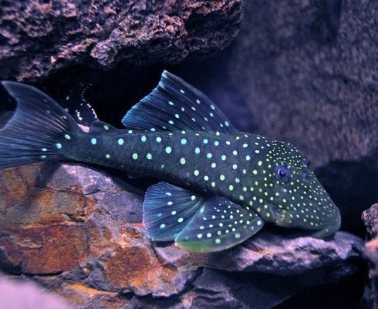 Blue Phantom Pleco L128