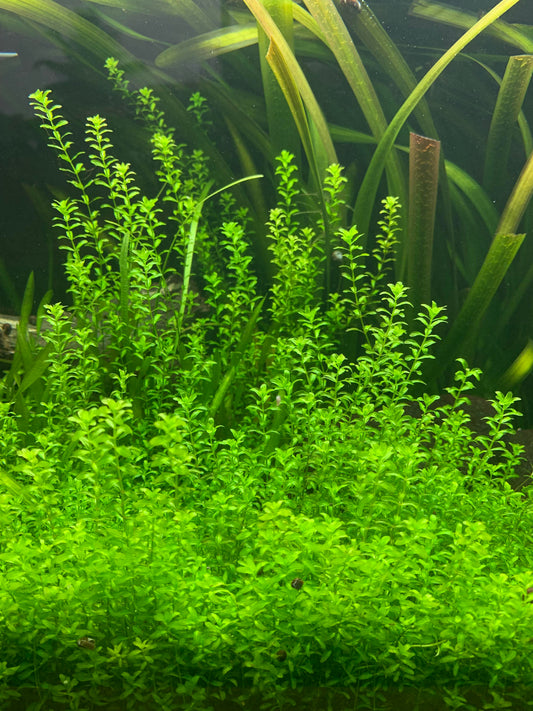 Pearlweed