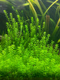 Pearlweed