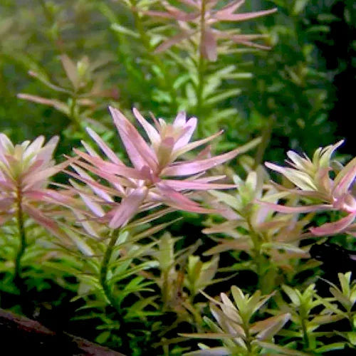 Rotala Rotundifula