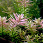 Rotala Rotundifula