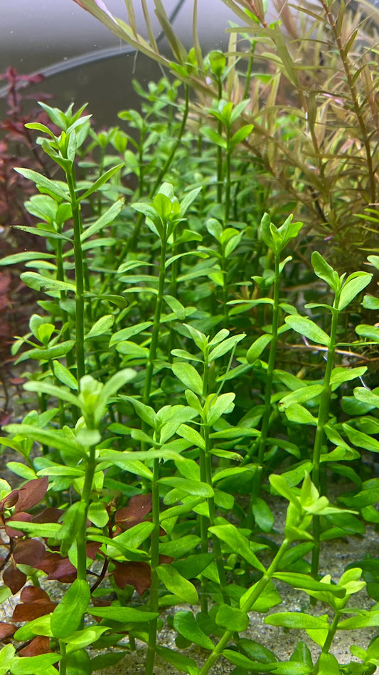 Bacopa Monneri
