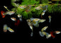Mixed Guppies