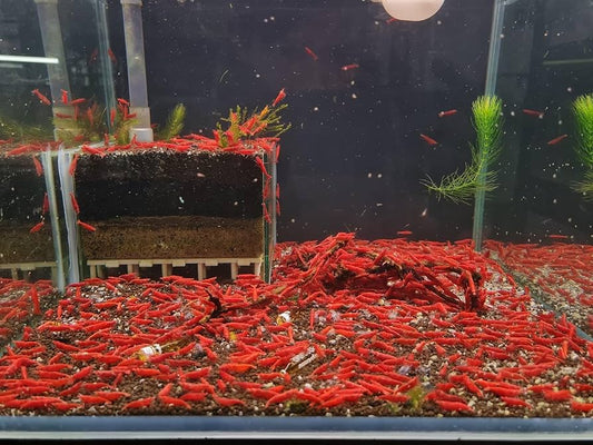 Cherry Shrimp Neocardina - Pre Order (Grade Mid)