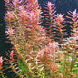 Rotala Indica