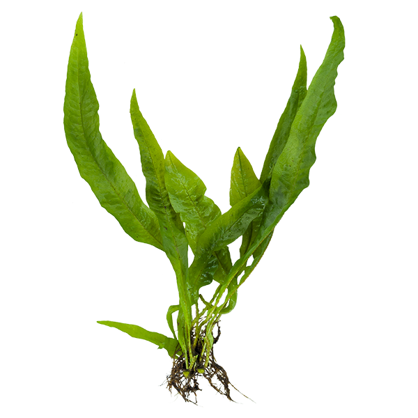 Java Fern