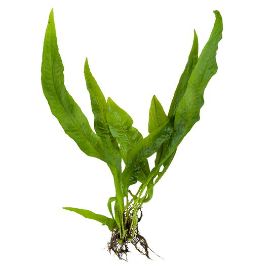 Java Fern