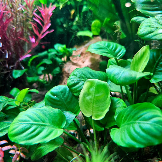 Anubias - Barteri King Kong