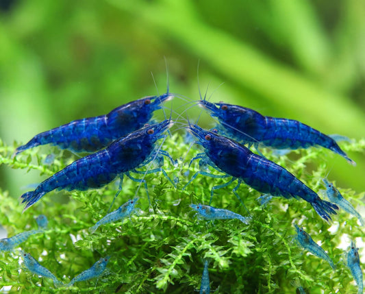 Blue Dream Neocardina - Pre Order